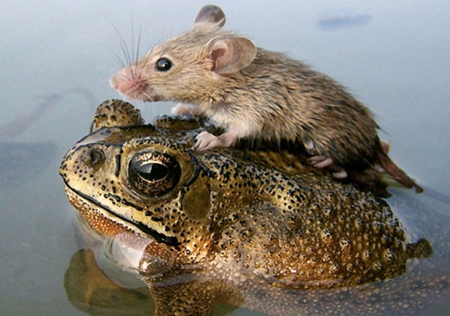 HITCHIN' A RIDE ...... - wildlife, animals, frog, water, mouse, pond