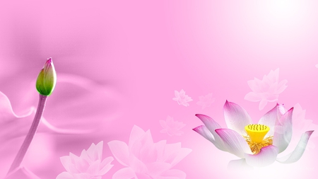 Water Lily Desire - pink, water lily, summer, pond, firefox persona, flower, spring