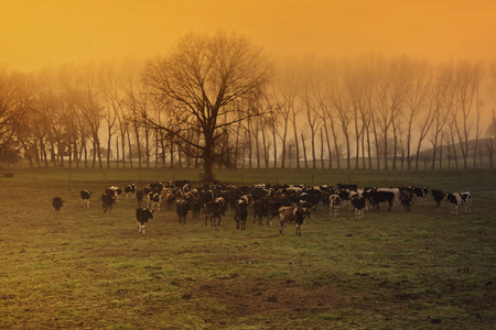 gold top - trees, nature, gold, grass, sheeps