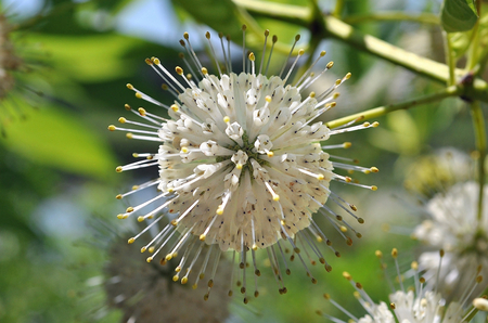 Florida Flower - white, florida, small, flower