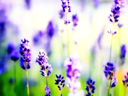 Lavender - summer, fragrence, natural, photography