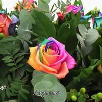 Rainbow roses