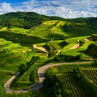 VINEYARDS,GERMANY