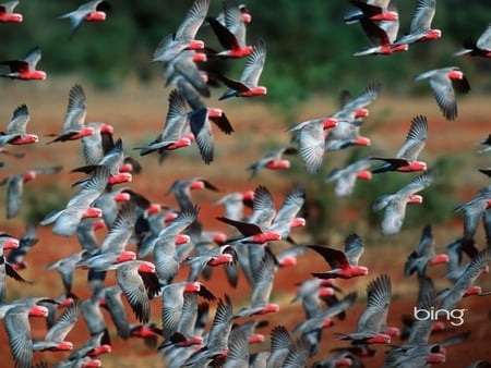 Flying Parrots - grey, parrots, picture, red, flying, cool