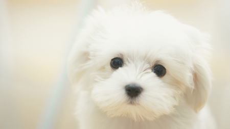 White Maltese Dog