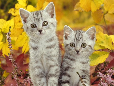 Silver Tabby Kittens in Autumn - tabby, sweet, kittens, autumn, silver, cute, cats, adorable, nice