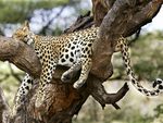 Comfy Slumber, Kenya, Africa