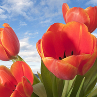 Orange Tulips