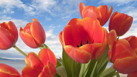 Orange Tulips - sky, blue, tulips, green, orange, flower