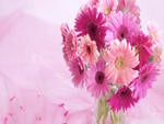 Gerbera Daisy Arrangement