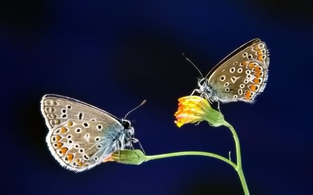 Butterflies Pair - pair, butterflies, picture, beautiful, on flowers