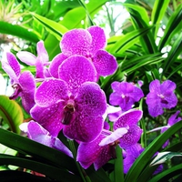 Orchid Flowers