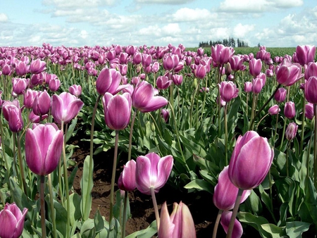 tulips in Field - picture, purple, beautiful, in field, tulips, flowers