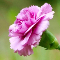 Carnations-Flower