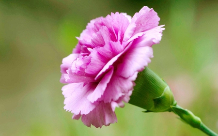 Carnations-Flower - picture, carnations, flower, beautiful