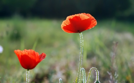 Orange Flowers - flowers, picture, orange, beautiful