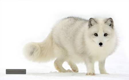 White wolf - wildlife, wolf, wild, animal