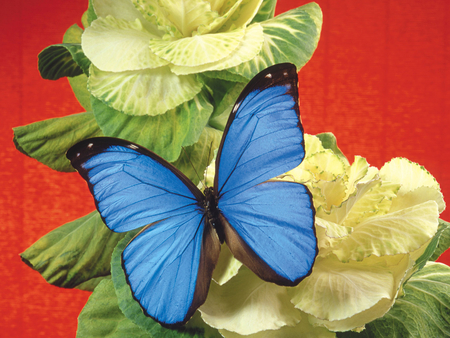 Blue butterfly - flower, butterfly, nature, blue, insect