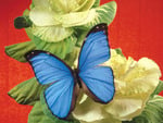 Blue butterfly