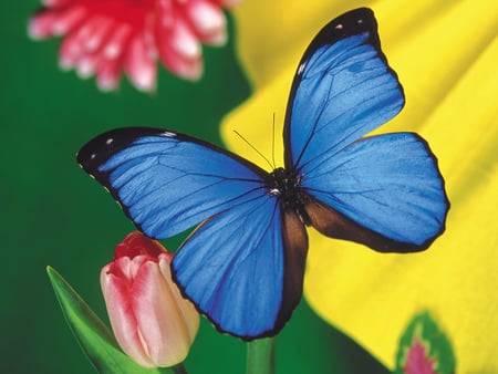 Blue butterfly - flower, butterfly, nature, blue, insect