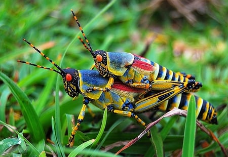 An African locust - green, colors, amazing, locust