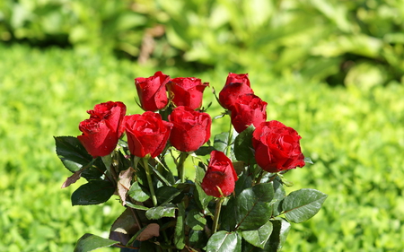 Bouquite of roses - bokaro, india, gulam mohiuddin, jharkhand