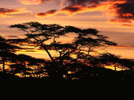 Twilight_over_Tanzania_Africa - sky, clouds, africa, tree, sunset, nature, silhoutte