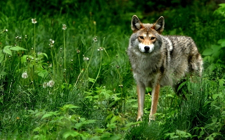 STOP and STARE - field, green, wildlife, wolf