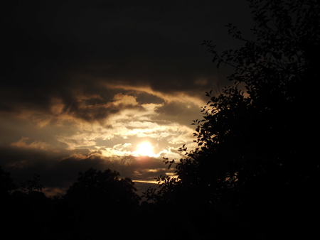 Golden Sunset  - trees, orange, sunset, withe, black