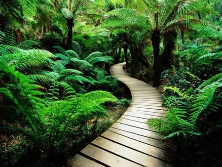 nature-wood-road - nature, forests, outdoors, trees