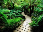 nature-wood-road