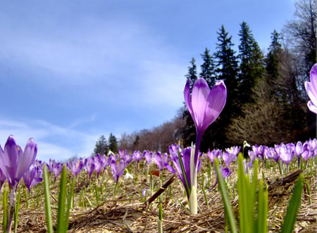 Purple - nature, purple, sky, flowers