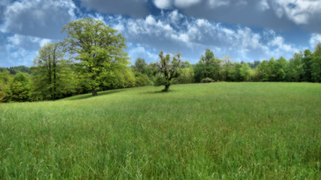 trees - nature, forests, grass, trees