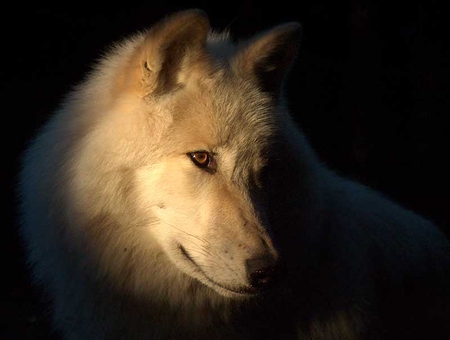 Just Looking - alfa male, wolf, beautiful, wild, strong