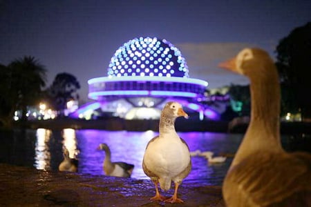 Ducks at lake - purple lights, planetarium, lake, argentina, ducks