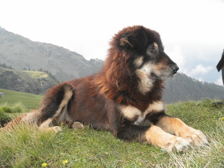 mountain dog - big, mountain, dog, beautiful