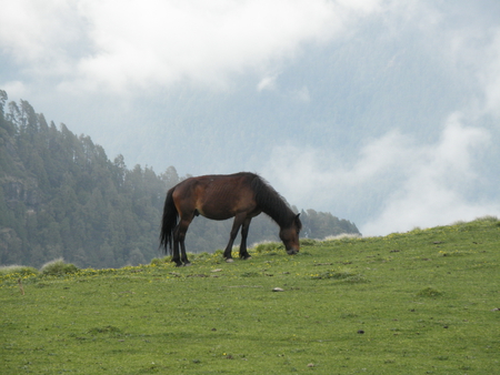 wild horse grazing alone - beautiful, green, brown, nice, mountains, horse, wild