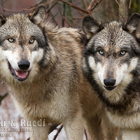 2 Brother Wolves