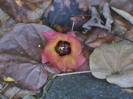 Ocean Flower - leaves, ocean, flower, pink