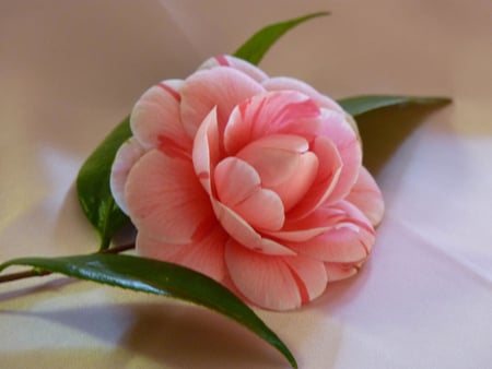 Beauty in pink - nature, beauty, flower, pink