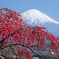 Amazing Mountain Fuji