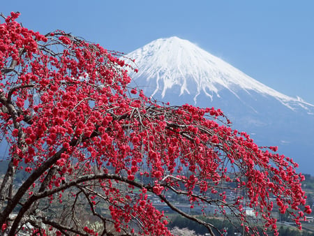 Amazing Mountain Fuji - blue, beautiful, snow, flower, pink, mountain, flowers, nature, sky