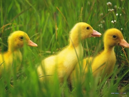 Where are you, Mommy ? - ducklings, cute, pretty, yellow