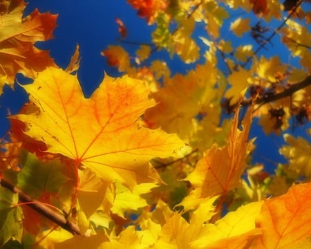 Bright Yellow Leaves - bright, sky, autumn, yellow, leaf, tree, shadow