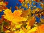 Bright Yellow Leaves