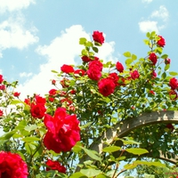 Roses Arch