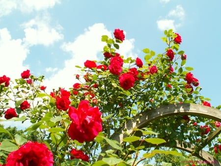 Roses Arch - arch, roses, red, flowers, garden