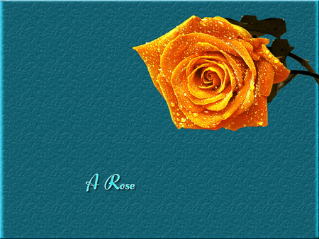 Golden Rose - yellow, raindrops, orange, golden, rose