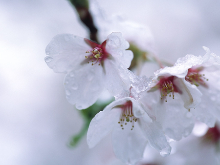 Plum blossoms - pretty, blossoms, pink, plum