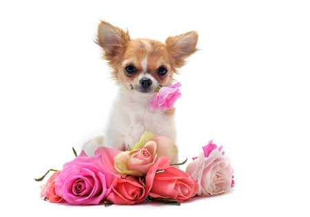 Puppy - pretty, roses, dog, pink, photo, flowers, puppy, nice, beautiful, photography, beauty, lovely, cool, flower, bouquet, harmony, white, rose, cute, little